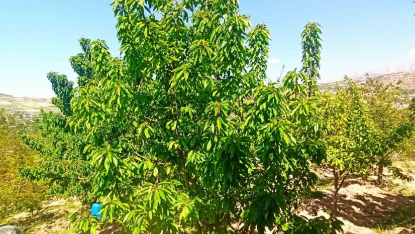 Zirai donun zarara yol açtığı Malatya'da kiraz yaprağı ümit oldu
