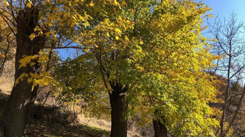 Arapgir'de sonbahar doğal güzelliğiyle görenleri hayran bıraktırıyor