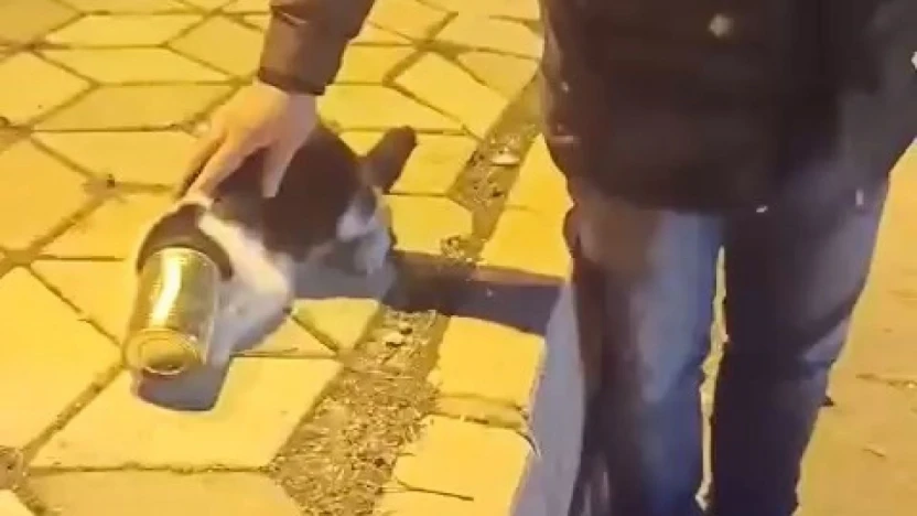 Başına konserve sıkışan kedi kurtarıldı