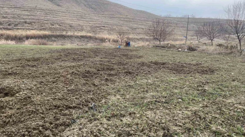 Elazığ'da domuzlar ekili 10 dönüm araziyi talan etti