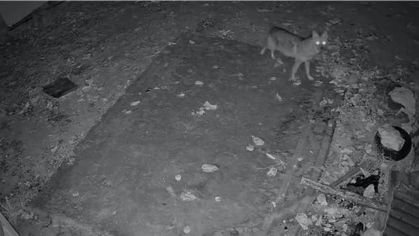 Elazığ'da evin etrafında yiyecek arayan çakal kamerada