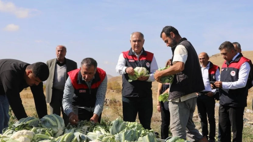Elazığ'da karnabahar hasadı başladı