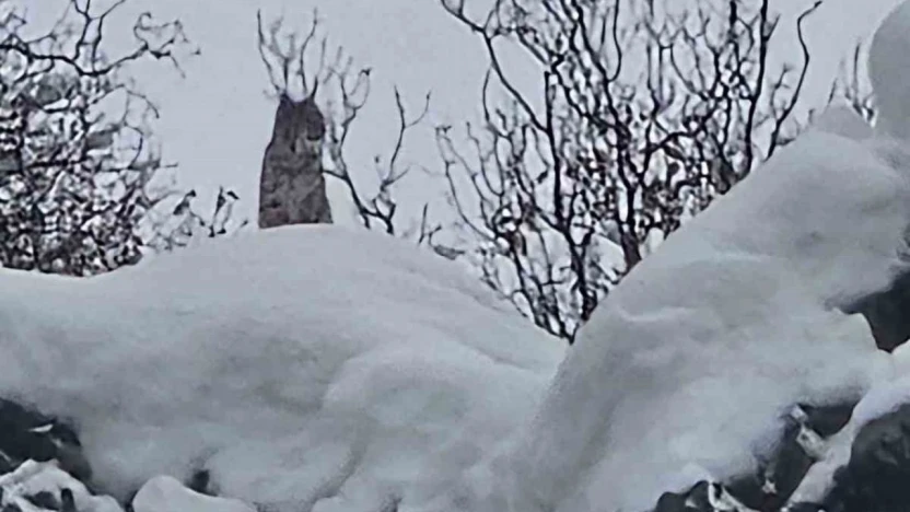 Elazığ'da koruma altındaki vaşak görüntülendi