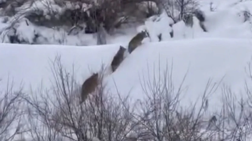 Elazığ'da kurt sürüsü görüldü