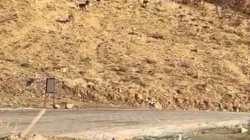 Elazığ'da nesli tükenme tehdidi altında olan dağ keçileri görüldü