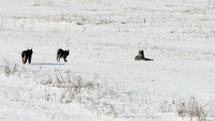 Elazığ'da vaşak ailesi görüntülendi