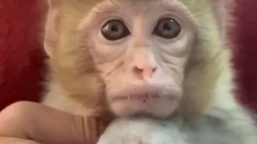 Elazığ'da yakalanan maymun koruma altına alındı