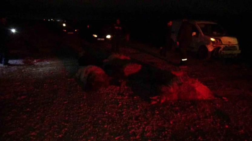 Hafif ticari araç sürüye daldı, 10'dan fazla koyun telef oldu