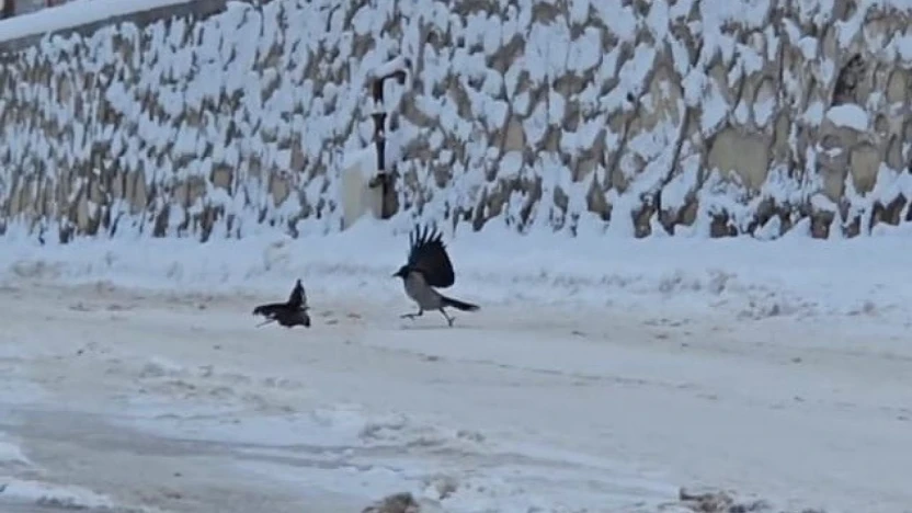 İlçe beyaza büründü, aç kalan kargalar sokaklara indi