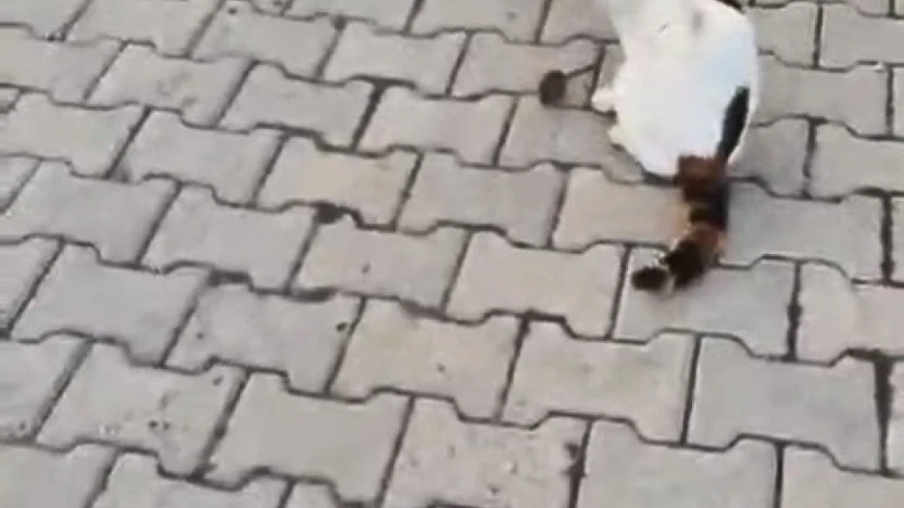 Kedinin fareyle oyunu kamerada