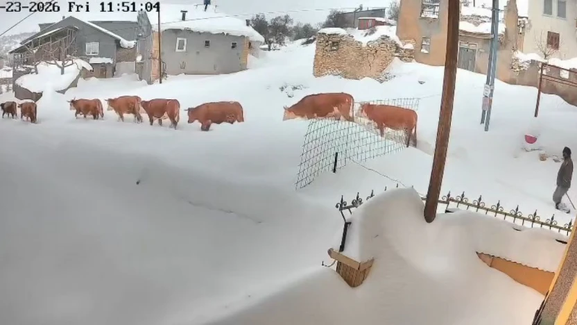 Malatya'da büyükbaş hayvanların karla mücadelesi görüntülendi
