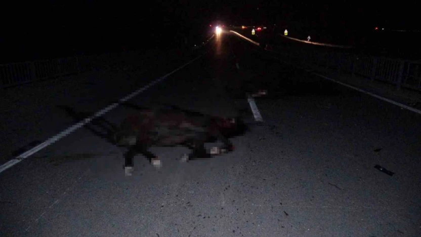 Malatya'da feci olay: Milyonluk taylar karayolunda telef oldu