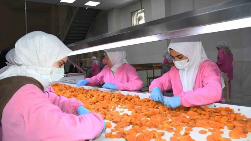 Malatya'da kuru kayısıda 11 ayda 275 milyon dolar gelir elde edildi