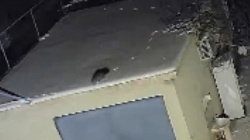 Nesli tükenme tehlikesi altında olan sansar görüntülendi