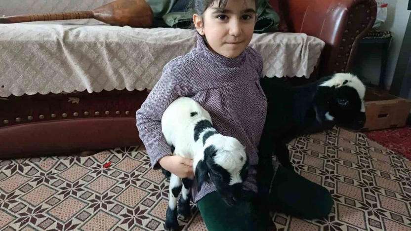 Soğuk hava kuzuları eve taşıdı: Elazığ'da yeni doğan kuzular biberonla besleniyor