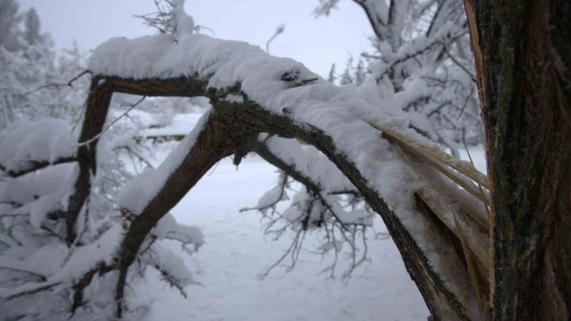 Yoğun kar yağışı Harput'ta çok sayıda ağacın dallarını kırdı