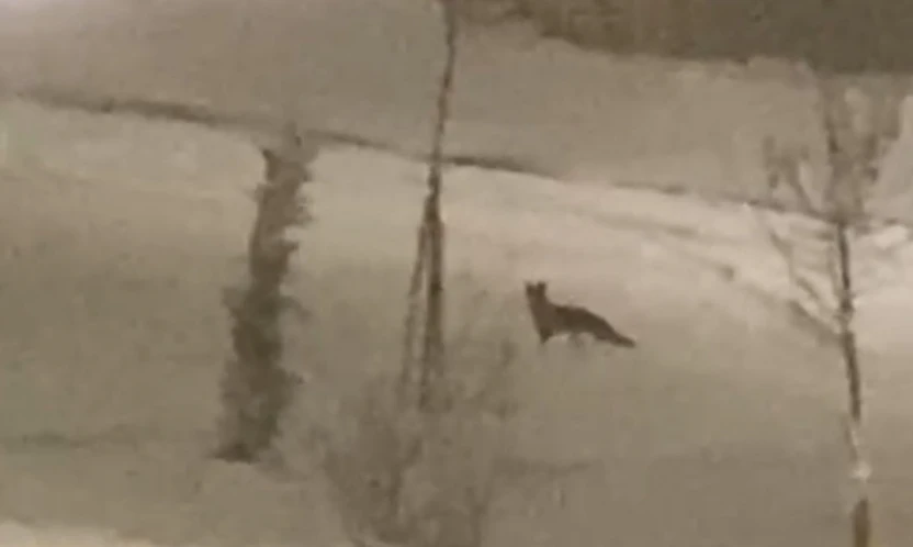 Aç kalan tilki şehir merkezine indi