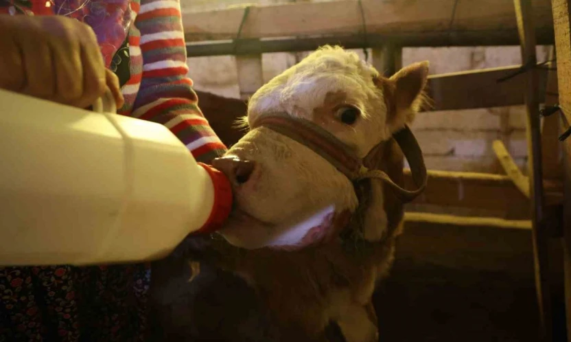 Annesi ölen buzağıyı elleriyle besliyorlar