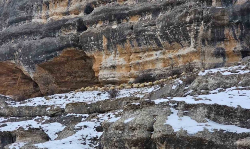 Bin 600 rakımda sürülerin yolculuğu kamerada