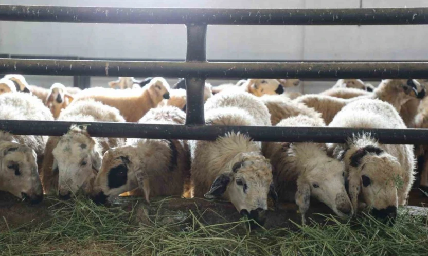 Devletten aldığı destekle küçükbaş hayvan çiftliği açtı