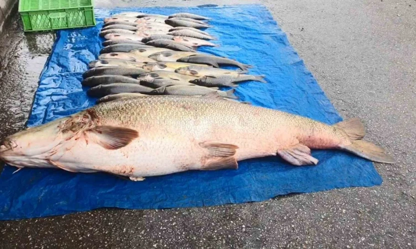 Elazığ'da 52 kilogram ağırlığında turna yakalandı