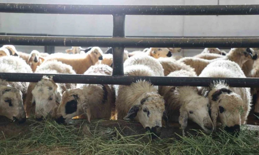 Elazığ'da 6 köy karantinaya alındı