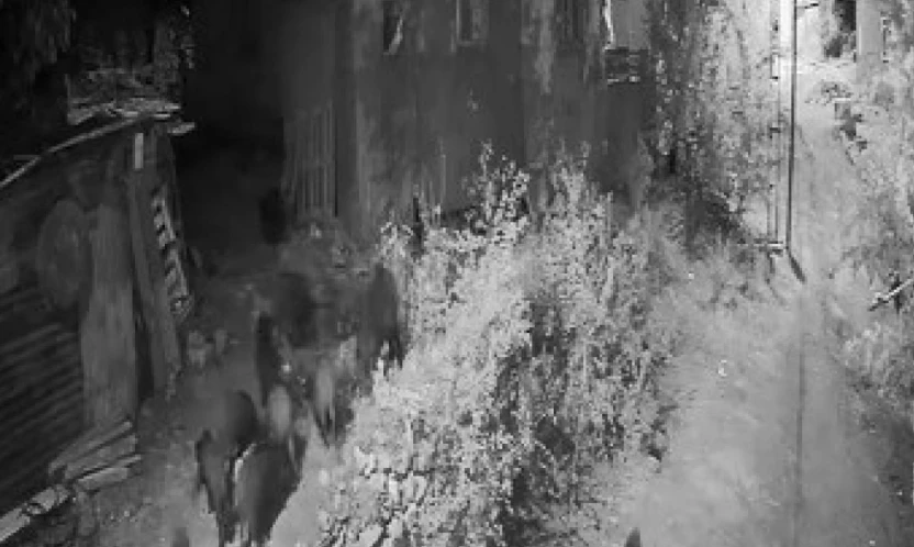 Elazığ'da aç kalan domuz sürüsü bahçeye dadandı