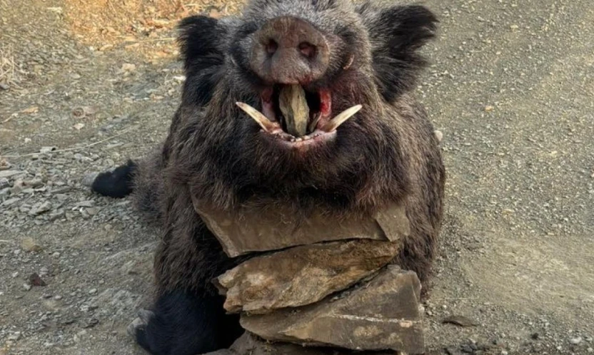 Elazığ'da avcılar 200 kiloluk domuz avladı