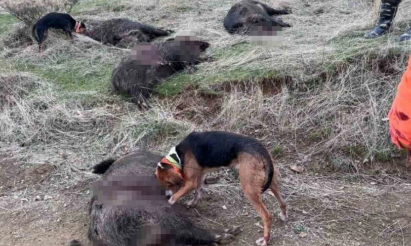 Elazığ'da avcılar sürü halinde domuz avladı