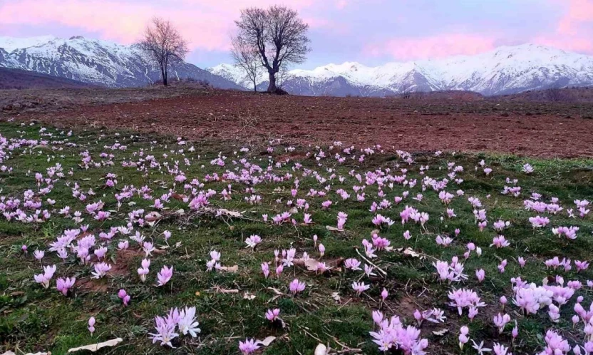 Elazığ'da baharın habercisi çiğdemler erken açtı