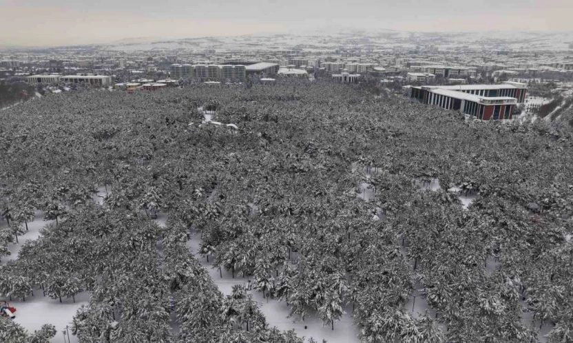 Elazığ'da beton yığınlarının arasındaki beyaz vaha mest etti