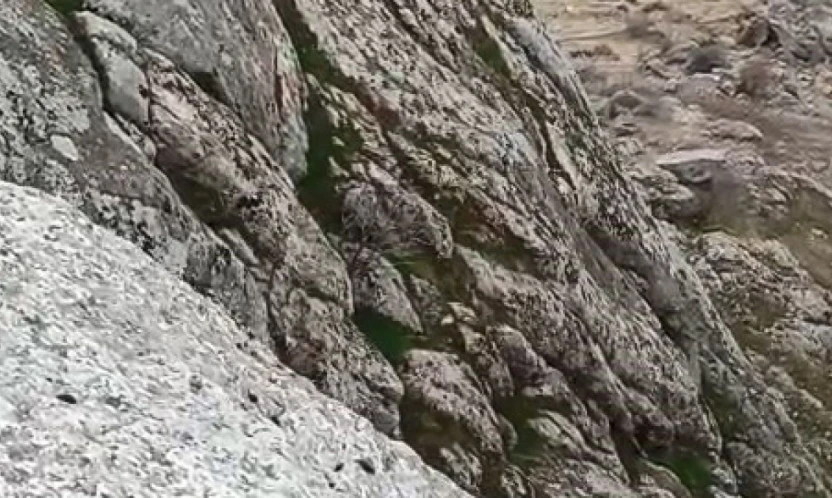 Elazığ'da dağ keçileri sürü halinde görüldü