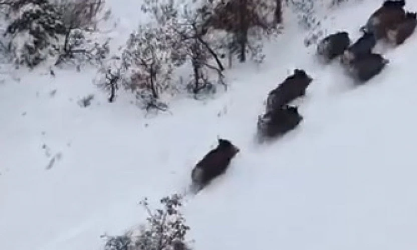 Elazığ'da domuz sürüsü dron ile görüntülendi