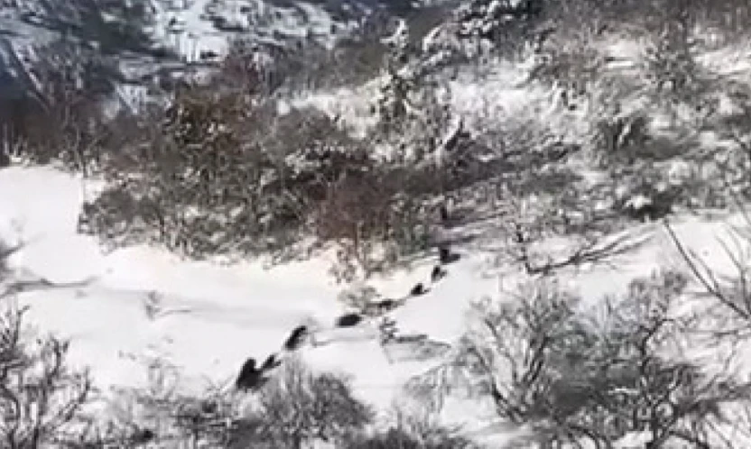 Elazığ'da domuz sürüsü görüldü