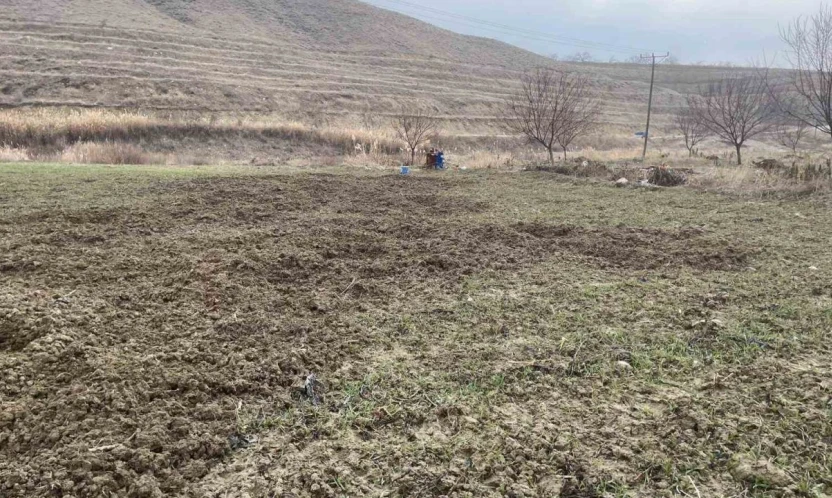 Elazığ'da domuzlar ekili 10 dönüm araziyi talan etti