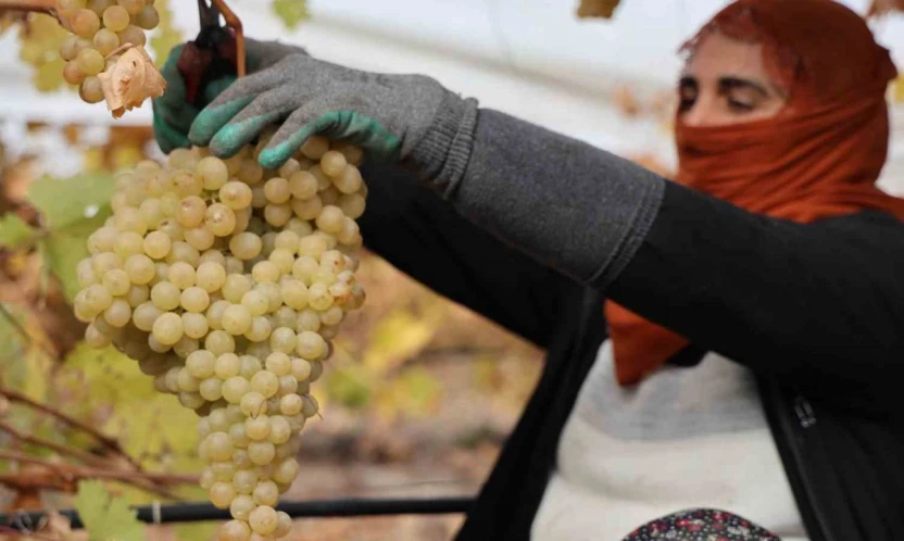 Elazığ'da donun vurduğu üzümde rekolte yüzde 80 düştü