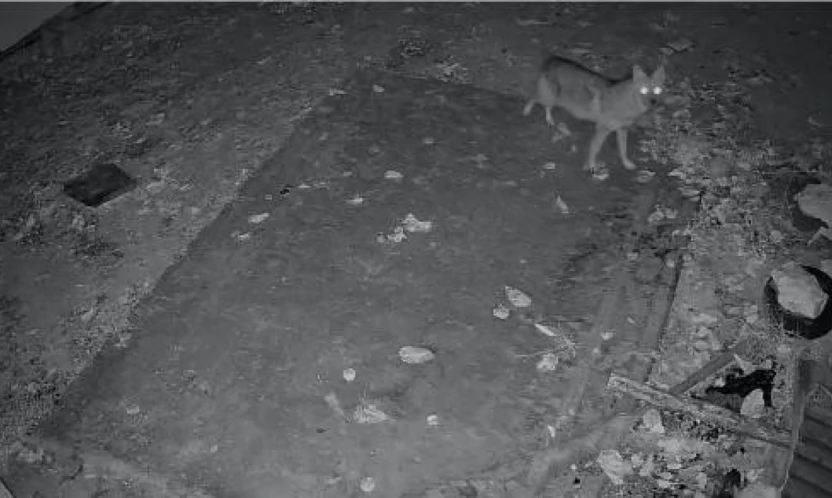 Elazığ'da evin etrafında yiyecek arayan çakal kamerada