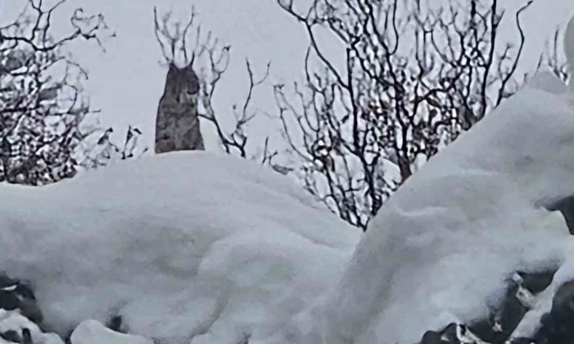 Elazığ'da koruma altındaki vaşak görüntülendi