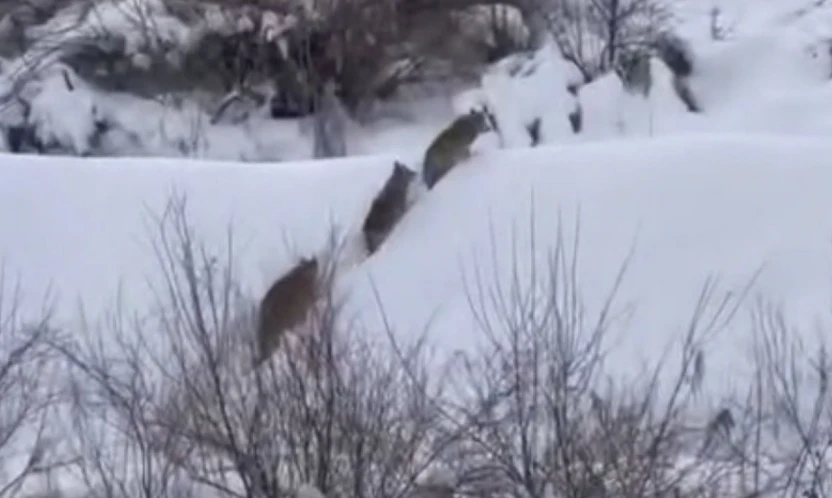 Elazığ'da kurt sürüsü görüldü
