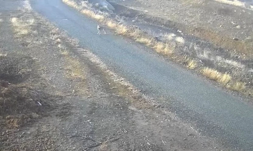 Elazığ'da mezraya inen kurt görüntülendi