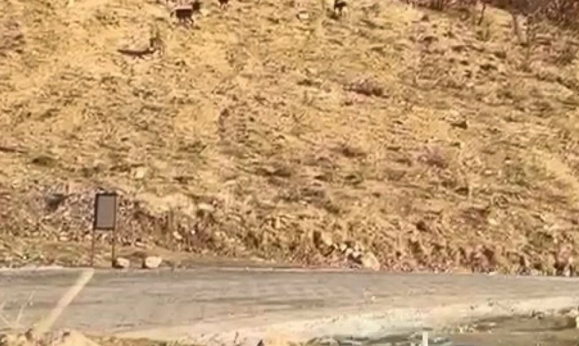 Elazığ'da nesli tükenme tehdidi altında olan dağ keçileri görüldü