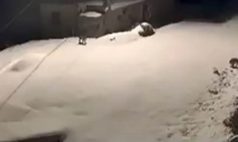 Elazığ'da nesli tükenmekte olan vaşak ailesi görüldü