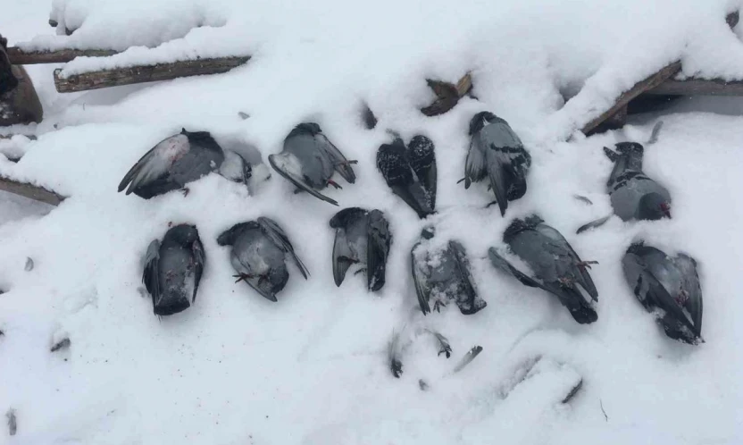 Elazığ'da onlarca güvercin donarak telef oldu