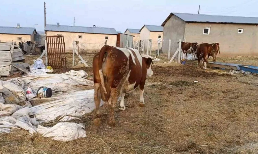 Elazığ'da şap hastalığı ve ölümler üreticiyi zorluyor