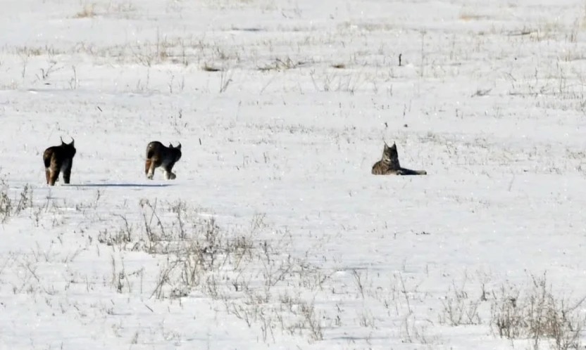 Elazığ'da vaşak ailesi görüntülendi