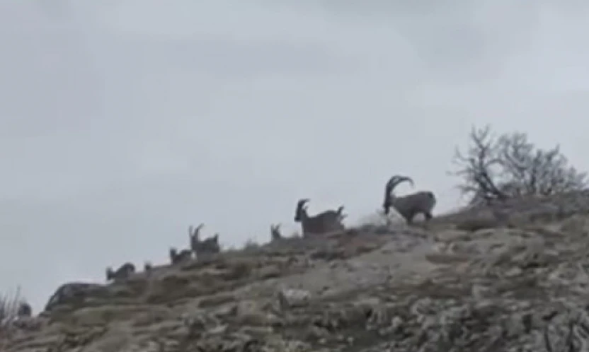Elazığ'da yaban keçileri sürü halinde görüntülendi
