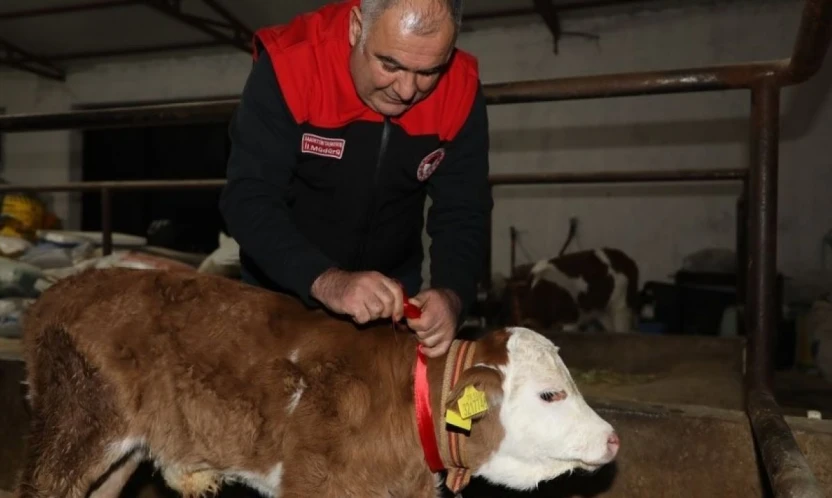 Elazığ'da yılın ilk buzağısına 'Bereket' adı verildi