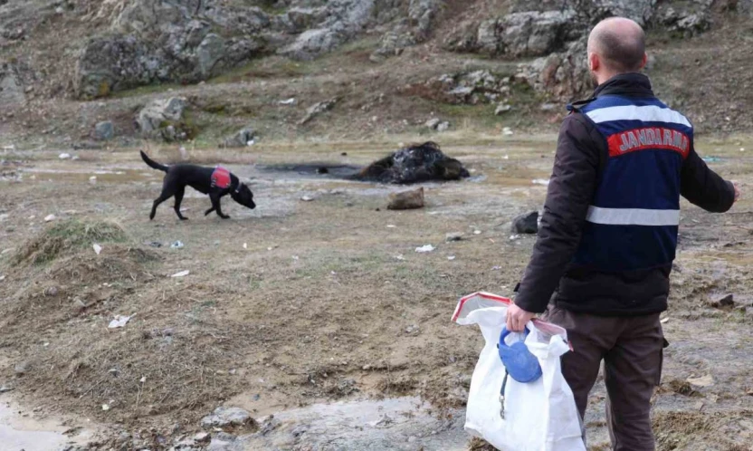 Jandarmanın iz takip köpeği 'Salkım' kayıp şahıs için sahada