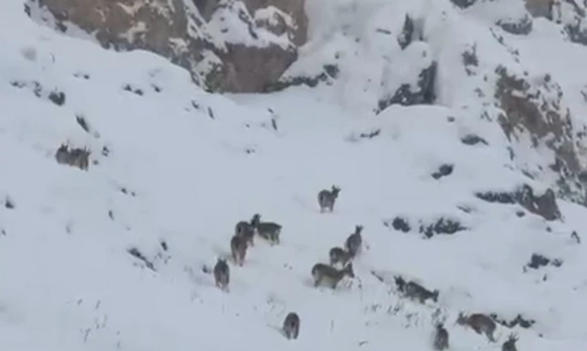 Kar üzerinde otlanan dağ keçileri sürü halinde görüntülendi