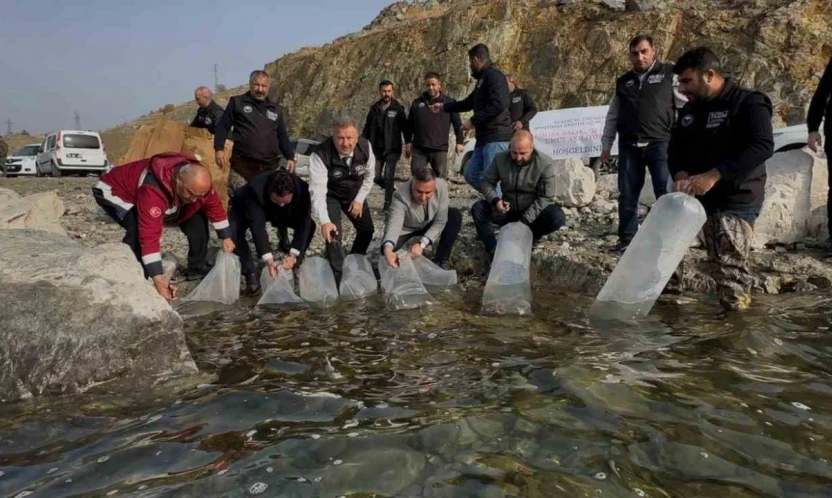 Karakaya Baraj Gölü'ne 420 bin yavru balık bırakıldı